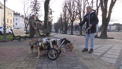 Собака ладить з усіма, окрім котів Собака ладить з усіма, окрім котів