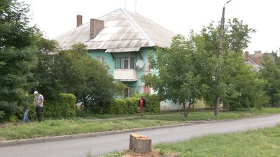 У Смілі комунальниками зрізали дерева на алеї — люди проти У Смілі комунальниками зрізали дерева на алеї — люди проти