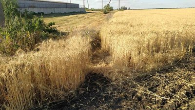 Третє поле за тиждень: на Харківщині розслідують загоряння пшениці Третє поле за тиждень: на Харківщині розслідують загоряння пшениці