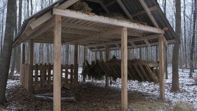 Зимова підгодівля диких тварин: що їдять звірі у лісгоспах Вінниччини Зимова підгодівля диких тварин: що їдять звірі у лісгоспах Вінниччини