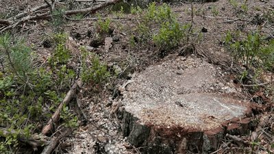 Рубка лісу на Волині, порубка лісу Волинь