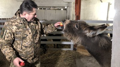 Врятували кіз, овець та віслючка. Як ферма на Прикарпатті стала прихистком для понад пів сотні тварин
