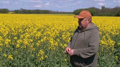 На Черкащині раніше зацвів ріпак На Черкащині раніше зацвів ріпак