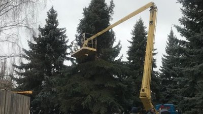 Ялини з-під видавництва "Десна" у Чернігові готують до пересадки Ялини з-під видавництва "Десна" у Чернігові готують до пересадки