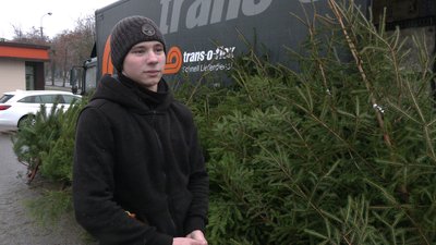 Чи є у Рівному попит на хвойні перед святами та які дерева обирають Чи є у Рівному попит на хвойні перед святами та які дерева обирають