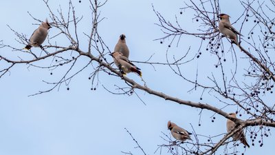 Омелюхи птах