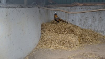 Фазани у Подільському зоопарку