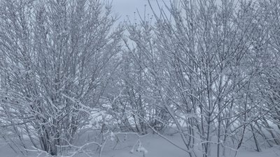 Засніжений кущ на узбіччі дороги в Чернівецькій області