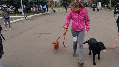 Благодійний забіг із собаками Благодійний забіг із собаками
