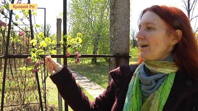 У ботсаду на Дніпропетровщині розквітли шоколадні ліани У ботсаду на Дніпропетровщині розквітли шоколадні ліани