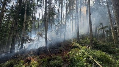 Рятувальники, ДСНС, лісова пожежа, Станківці, Калуський район, вогонь