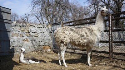 В Одеському зоопарку народилася лама В Одеському зоопарку народилася лама