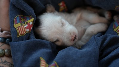 цуценя, обстріли, Дніпро
