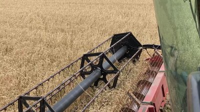 Жнива на Харківщині. Аграрії зібрали 37 тисяч тонн зерна за 10 днів Жнива на Харківщині. Аграрії зібрали 37 тисяч тонн зерна за 10 днів