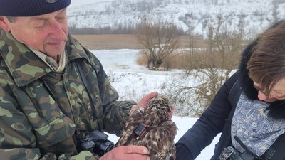 Канюк-зимняк, птах, НПП "Дністровський каньйон", 17 лютого 2026, Тернопіль