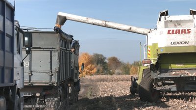 Качани вдвічі менші: черкаський фермер розповів про урожай кукурудзи