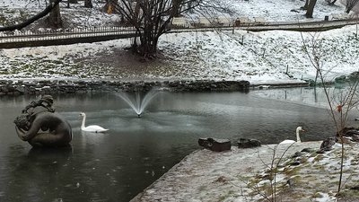 У львівському парку підігрівають воду, щоб лебеді змогли перезимувати У львівському парку підігрівають воду, щоб лебеді змогли перезимувати