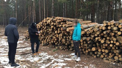 Незаконна рубка лісів Житомирщини на майже 6 мільйонів гривень збитків – розслідування завершили Незаконна рубка лісів Житомирщини на майже 6 мільйонів гривень збитків – розслідування завершили