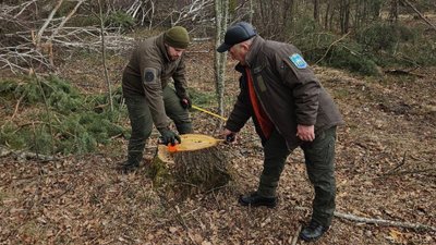 Рубка дерев на Волині, Держекоінспекція