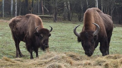 Сім'я "бізонів-нелегалів" оселилася у Галицькому національному парку Сім'я "бізонів-нелегалів" оселилася у Галицькому національному парку