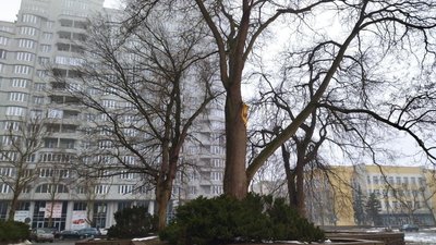 На Миколаївщині ростуть дерева віком понад 120 років На Миколаївщині ростуть дерева віком понад 120 років