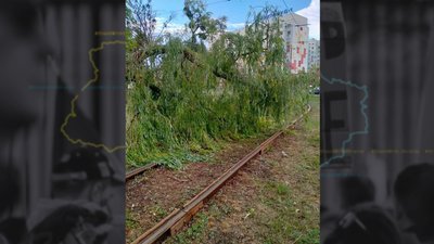 Щонайменше три машини були пошкоджені внаслідок падіння дерев під час зливи — ДСНС
