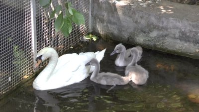За п'ять місяців війни у Миколаївському зоопарку народилося сім тварин