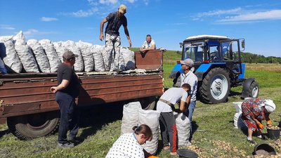 Для бійців, переселенців і багатодітних. У громаді Дніпропетровщини зібрали врожай з "Саду Перемоги"