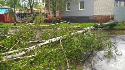 Негода у Сумах: дощ, шквали вітру та повалені дерева (фото)