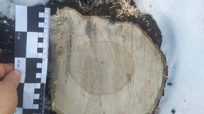 З початку тижня на Дніпропетровщині поліцейські двічі виявляли незаконно спиляні дерева З початку тижня на Дніпропетровщині поліцейські двічі виявляли незаконно спиляні дерева