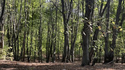 Виявили тіло чоловіка в лісі на Закарпатті