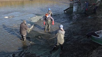 Майже три тонни товстолоба випустили у Дніпро на Черкащині Майже три тонни товстолоба випустили у Дніпро на Черкащині