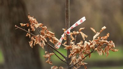 У Запоріжжі в парку "Дубовий гай" висадили 100 молодих дубів