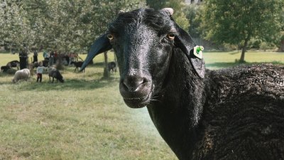 Новий житель з'явився у парку "Оствиця" на Рівненщині