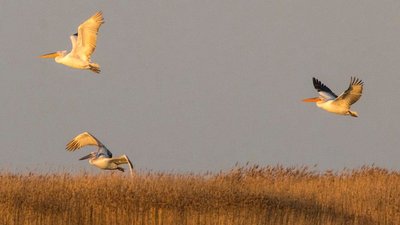 Пелікани, одуди та лебеді: на Тузлівських лиманах Одещини триває міграція птахів