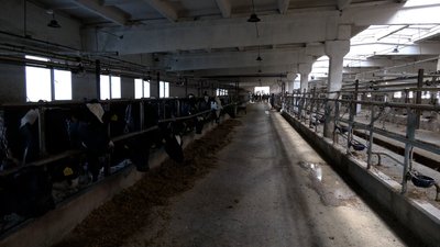 Корівник у Грем'ячі Корівник у Грем'ячі