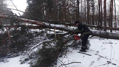 Негода на Житомирщині: повалені дерева, знеструмлення ліній електропередач Негода на Житомирщині: повалені дерева, знеструмлення ліній електропередач