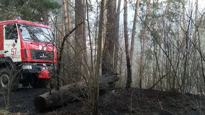 На Харківщині майже добу гасили пожежу у лісництві
