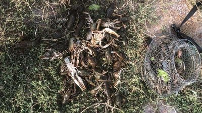 Ловив раків. На Миколаївщині чоловік завдав збитків на 166 600 гривень