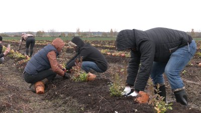 У П’ядицькій ОТГ висадять більше 6 тисяч кущів лохини за грантові гроші