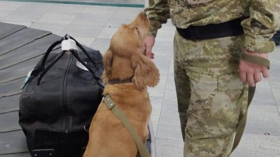 В аеропорту "Херсон" службовий пес допоміг прикордонникам виявили прекурсори