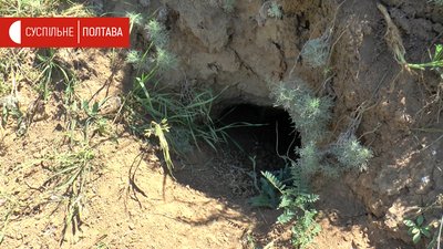 Нора бабака