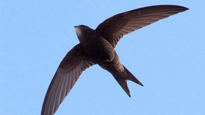 Зооволонтерка з Дніпра вигодовує два десятки пташенят серпокрильців