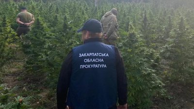 Вирощували в лісі марихуану на 18 млн грн. На Закарпатті судитимуть двох чоловіків