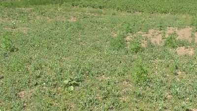 Посіяв на городі: на Вінниччині чоловік вирощував коноплі