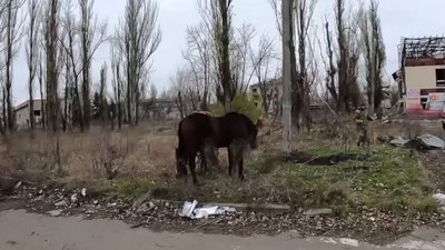 "Прийшли до зеленої трави в саме пекло". Коней з Авдіївки відвезли до Харкова: подробиці евакуації