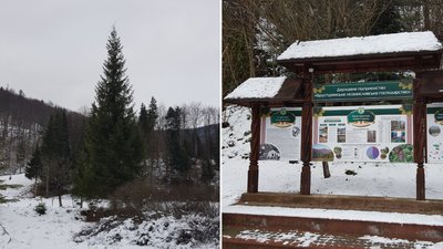 20-метрову ялинку встановили на площі Народній в Ужгороді