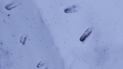 У Нацпарку на Рівненщині вперше у фотопаску потрапила сарна У Нацпарку на Рівненщині вперше у фотопаску потрапила сарна