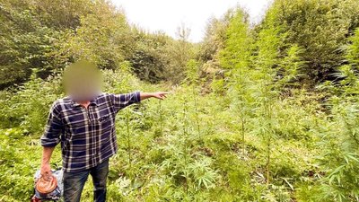 Прикарпатець у лісі вирощував елітні сорти конопель