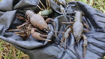 На Полтавщині із 15 серпня діятиме заборона на вилов раків: яка відповідальність